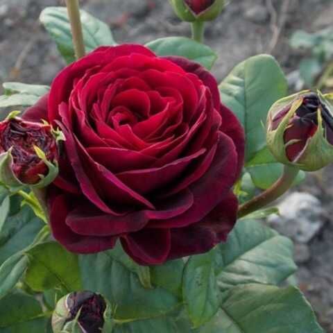 Розы Графиня Диана (Grafin Diana) – характеристика и описание сорта с фото, урожайность и отзывы садоводов