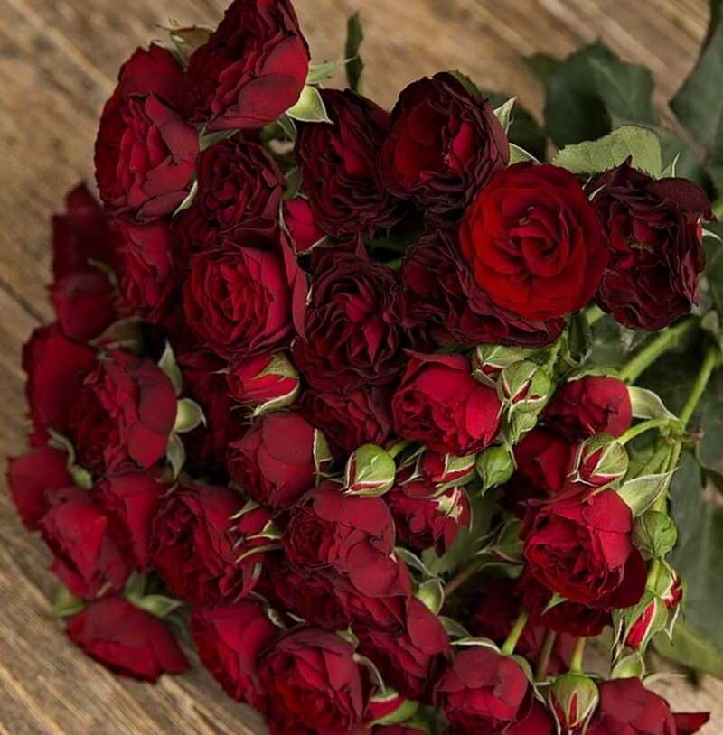 Кустовые красные розы фото